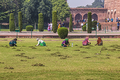 Ladies cutting grass of gardens within Taj Mahal complex
