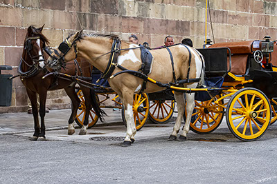 Tourist Horse Carriages in Malaga