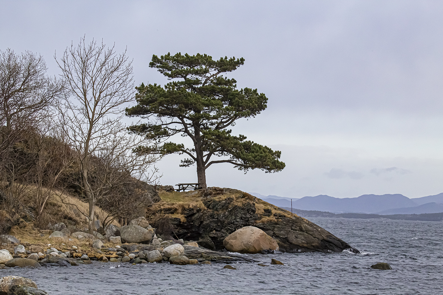 Pine Tree beside Fiord near Stavanger, Norway.