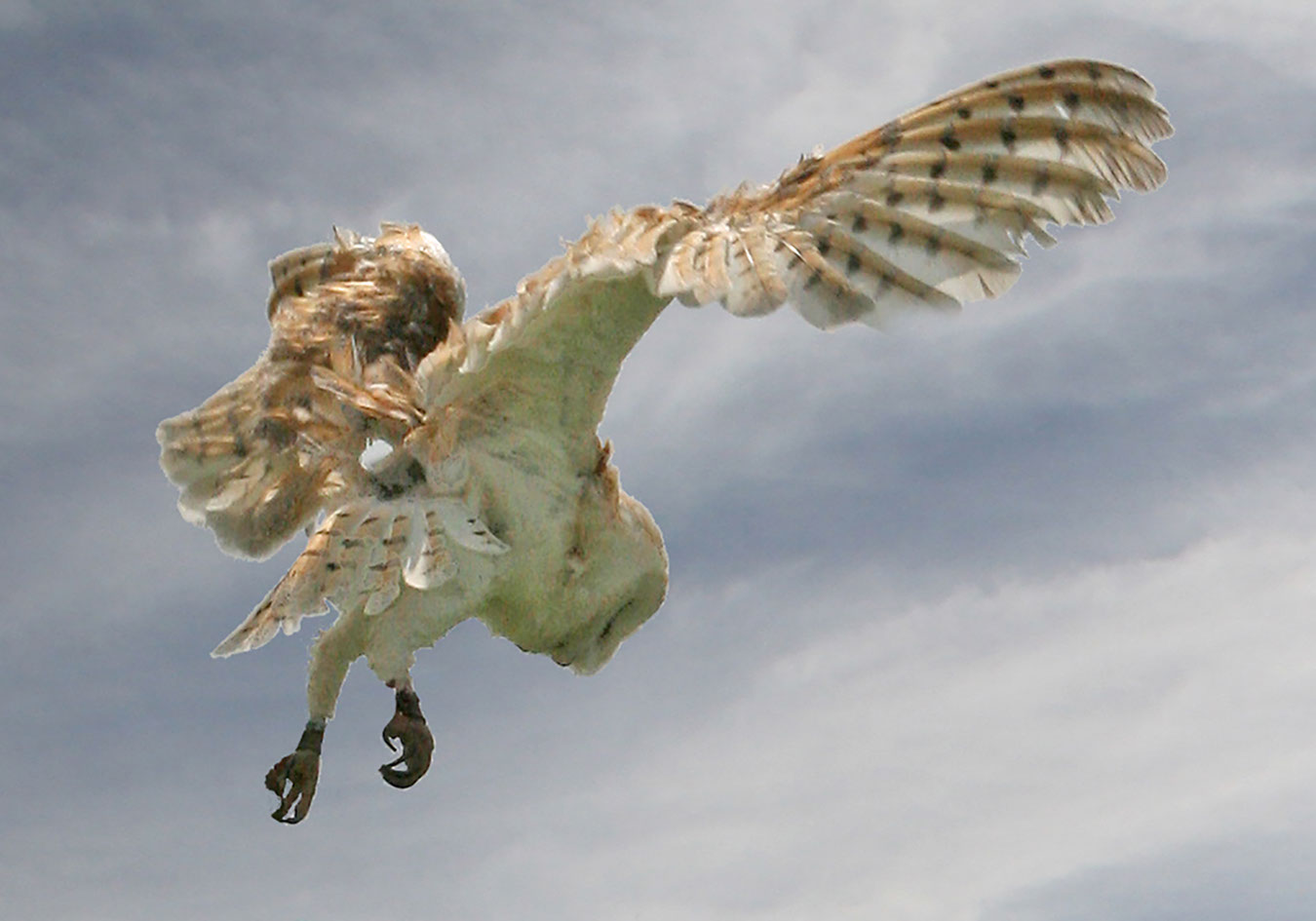Owl Hovering over Llanelwedd Showground.