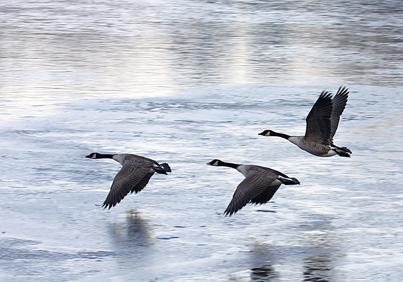 Canada Geese taking off from Frozen Llandrindod Wells Lake.